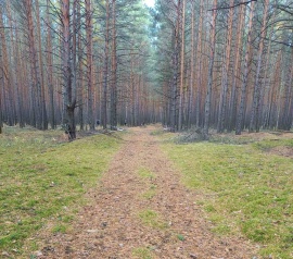 Прирезка лесных участков Кадастровые работы в Протвино